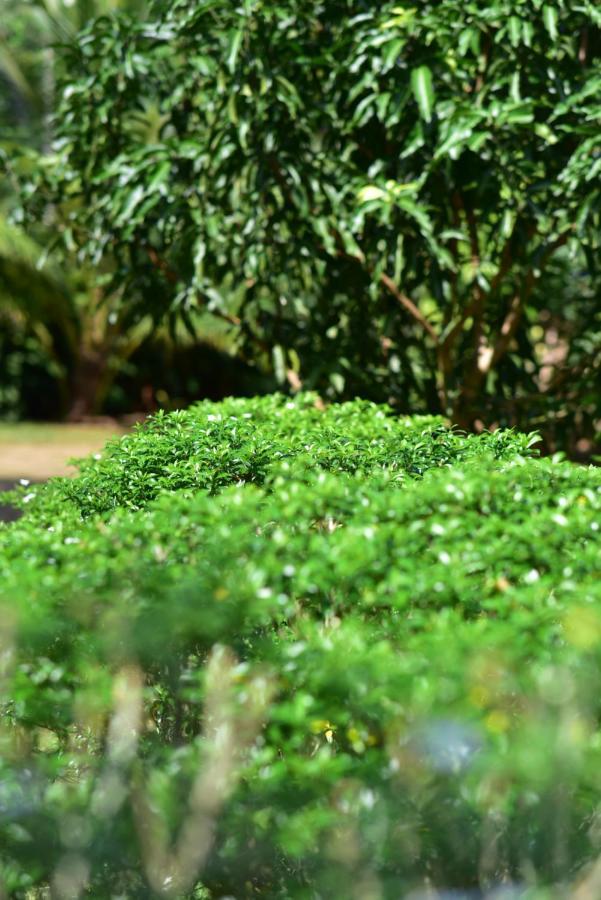 Tamarind Blue Otel Tangalle Dış mekan fotoğraf